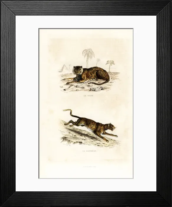 Framed Print : Tiger (endangered) and panther Framed Print : Tiger (endangered) and panther