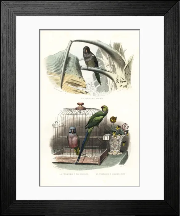 Framed Print : Monk parakeet, red-breasted parakeet and rose-ringed Framed Print : Monk parakeet, red-breasted parakeet and rose-ringed