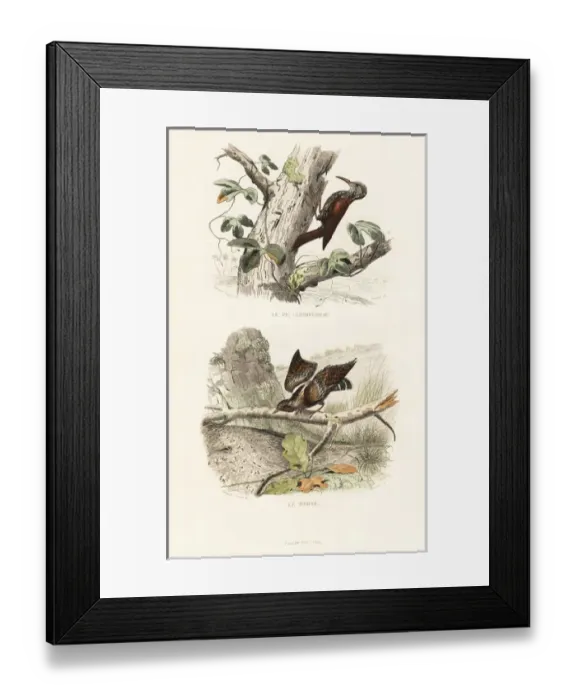 Framed Print : Treecreeper and wryneck Framed Print : Treecreeper and wryneck