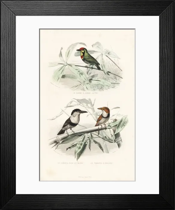 Framed Print : Coppersmith barbet, pied puffbird and collared puffbird Framed Print : Coppersmith barbet, pied puffbird and collared puffbird