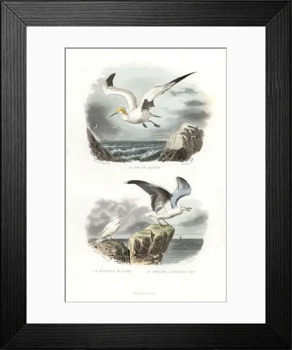 Framed Print : Northern gannet, ivory gull and European herring gull Framed Print : Northern gannet, ivory gull and European herring gull