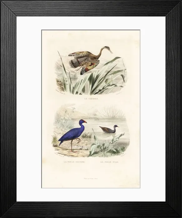 Framed Print : Sunbittern, purple swamphen and common moorhen Framed Print : Sunbittern, purple swamphen and common moorhen
