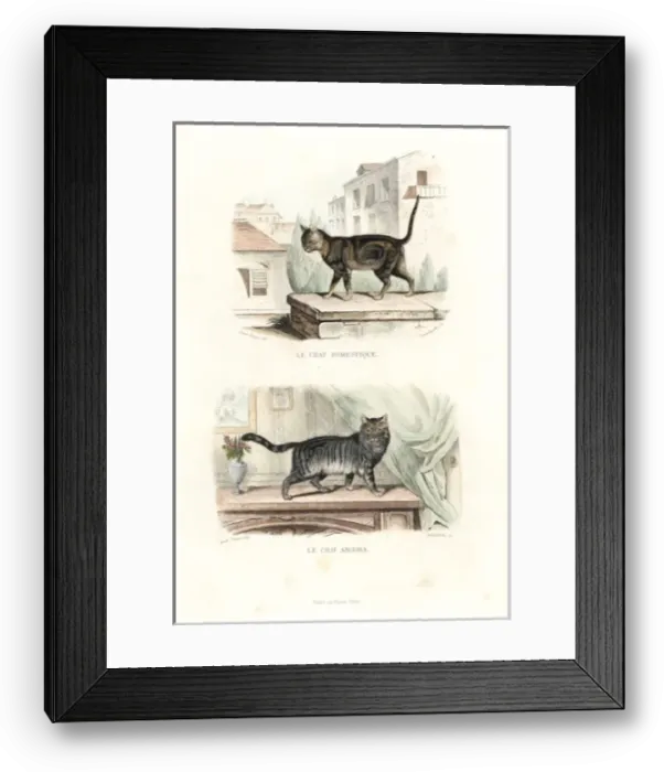 Framed Print : House cat and Turkish Angora cat Framed Print : House cat and Turkish Angora cat