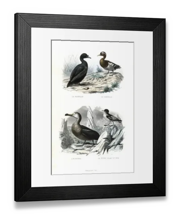 Framed Print : Black scoter, Eurasian teal, albatross and Cape petrel Framed Print : Black scoter, Eurasian teal, albatross and Cape petrel