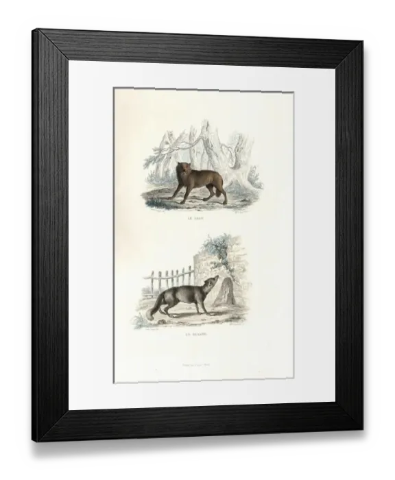 Framed Print : Wolf and fox Framed Print : Wolf and fox