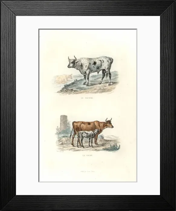 Framed Print : Bull, cow and calf Framed Print : Bull, cow and calf