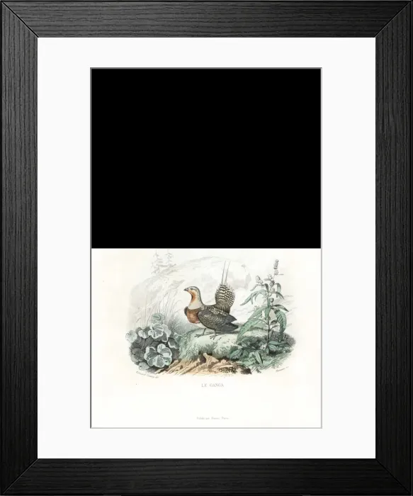 Framed Print : Black grouse, western Capercaillie and pin-tailed sandgrouse Framed Print : Black grouse, western Capercaillie and pin-tailed sandgrouse