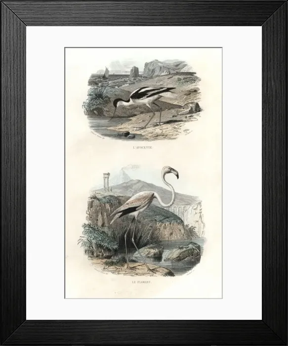 Framed Print : Pied avocet and greater flamingo Framed Print : Pied avocet and greater flamingo