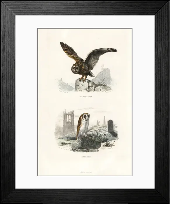 Framed Print : Long-eared owl and barn owl Framed Print : Long-eared owl and barn owl