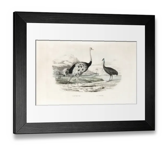 Framed Print : Ostrich and northern cassowary Framed Print : Ostrich and northern cassowary