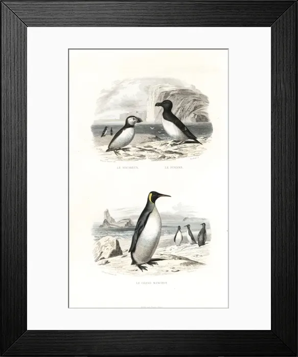 Framed Print : Puffin, razorbill and king penguin Framed Print : Puffin, razorbill and king penguin