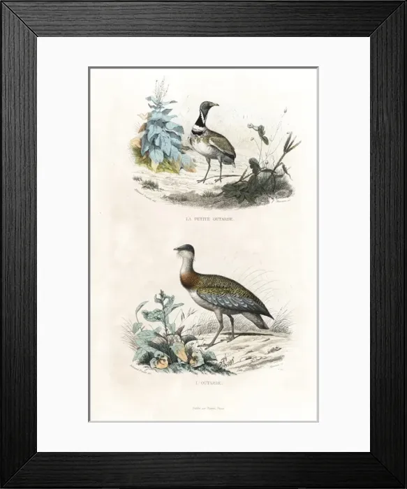 Framed Print : Little bustard and great bustard Framed Print : Little bustard and great bustard