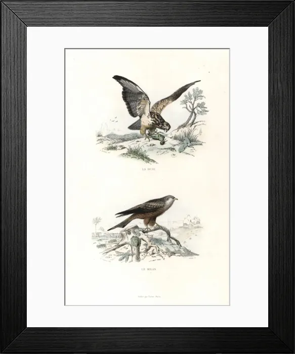 Framed Print : Buzzard and red kite Framed Print : Buzzard and red kite
