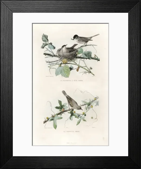 Framed Print : Eurasian blackcap and whitethroat Framed Print : Eurasian blackcap and whitethroat