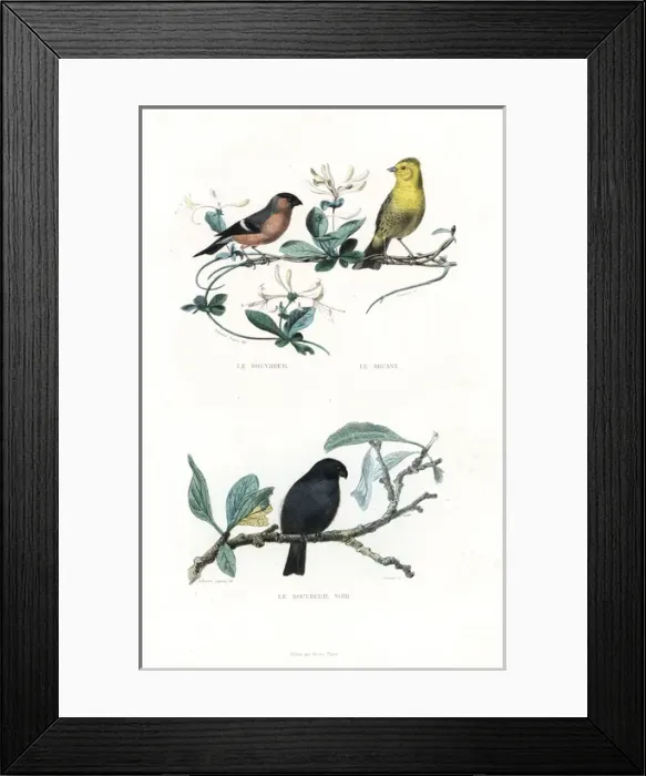 Framed Print : Eurasian bullfinch, yellowhammer and black bullfinch Framed Print : Eurasian bullfinch, yellowhammer and black bullfinch