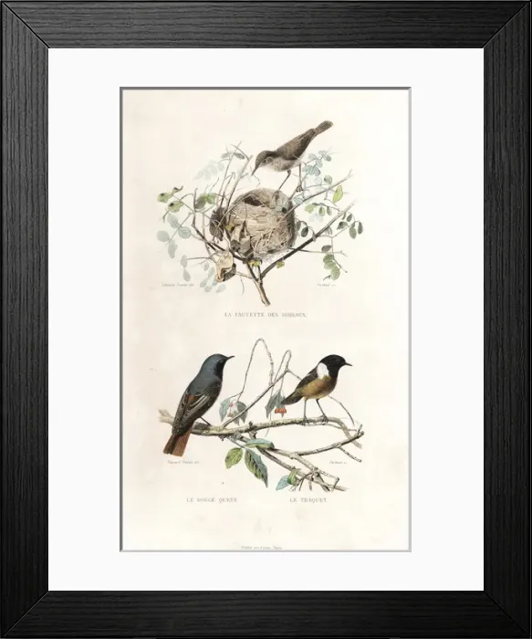 Framed Print : Garden warbler, redstart and European stonechat Framed Print : Garden warbler, redstart and European stonechat