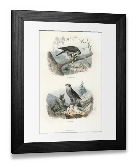 Framed Print : Eurasian sparrowhawk and northern goshawk Framed Print : Eurasian sparrowhawk and northern goshawk