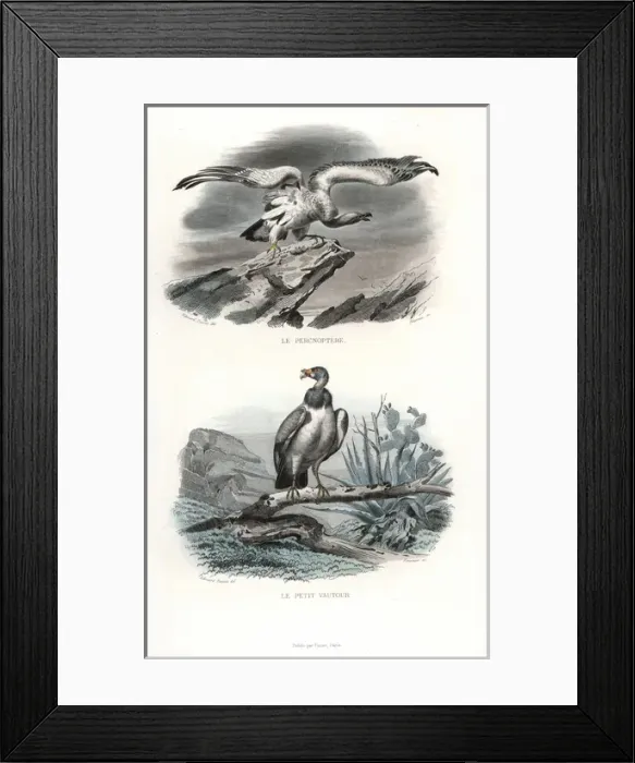 Framed Print : Egyptian vulture (endangered) and hooded vulture Framed Print : Egyptian vulture (endangered) and hooded vulture