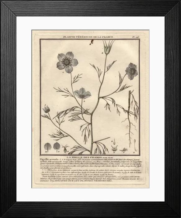 Framed Print : Devil-in-a-bush or love in a mist, Nigella arvensis Framed Print : Devil-in-a-bush or love in a mist, Nigella arvensis