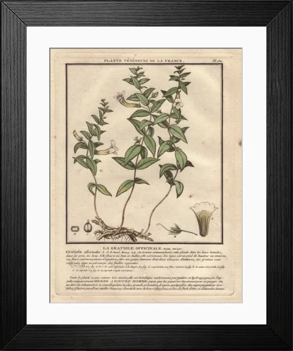 Framed Print : Common hedgehyssop or Herb of Grace, Gratiola officinalis Framed Print : Common hedgehyssop or Herb of Grace, Gratiola officinalis
