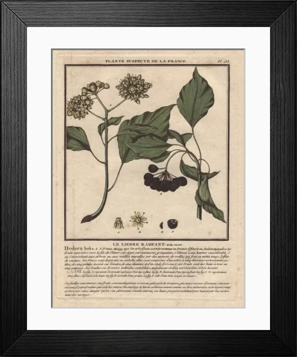 Framed Print : Common ivy with berries, Hedera helix Framed Print : Common ivy with berries, Hedera helix