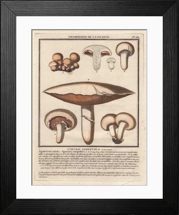 Framed Print : Field mushroom, Agaricus campestris, Agaricus edulis Framed Print : Field mushroom, Agaricus campestris, Agaricus edulis