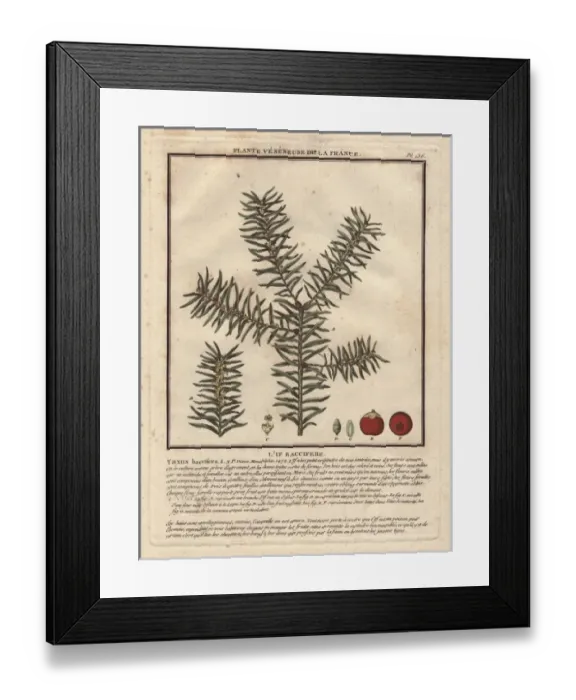 Framed Print : Common yew tree, Taxus baccifera Framed Print : Common yew tree, Taxus baccifera