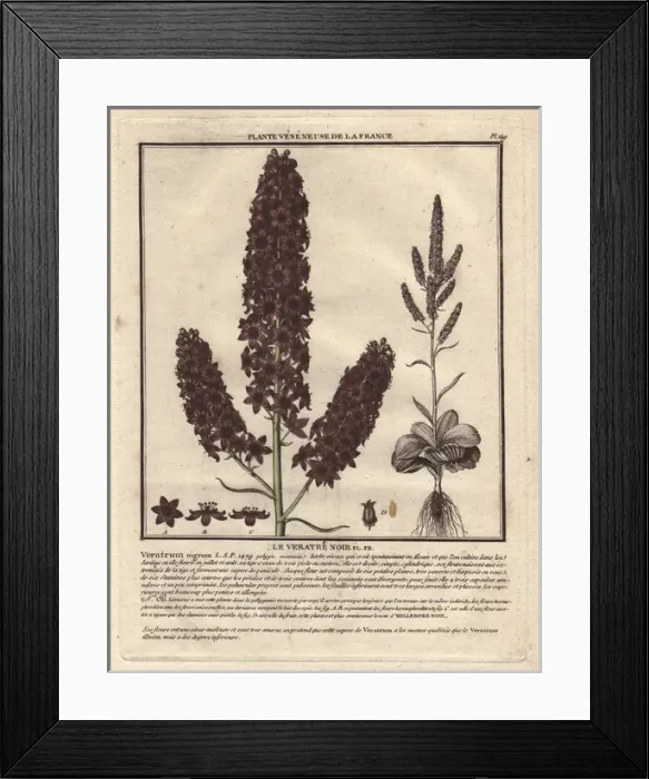 Framed Print : Black hellebore, medicinal and poisonous plant Framed Print : Black hellebore, medicinal and poisonous plant