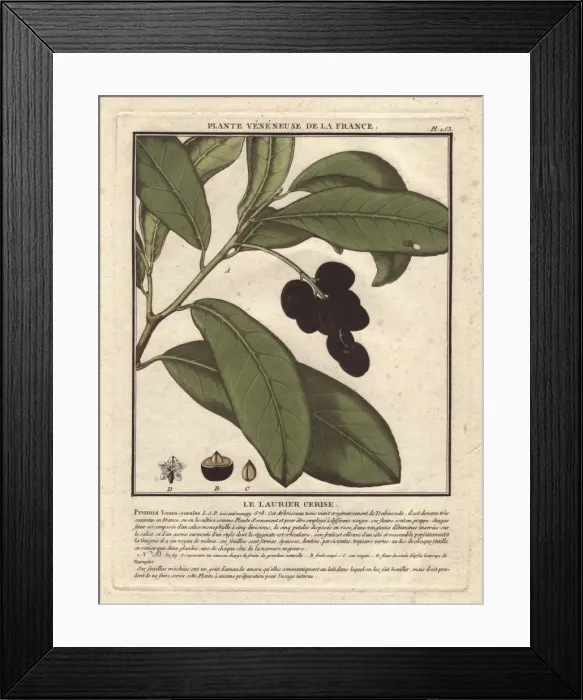 Framed Print : Cherry laurel tree, Prunus laurocerasus, with Framed Print : Cherry laurel tree, Prunus laurocerasus, with