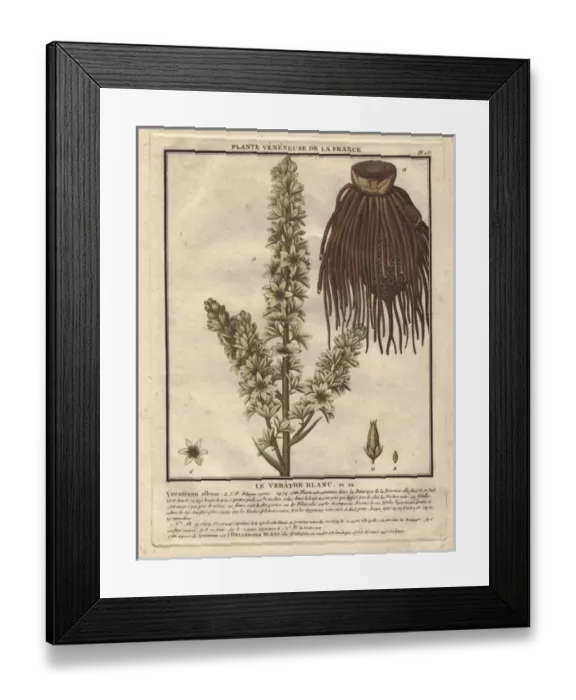 Framed Print : False helleborine, Veratrum album Framed Print : False helleborine, Veratrum album