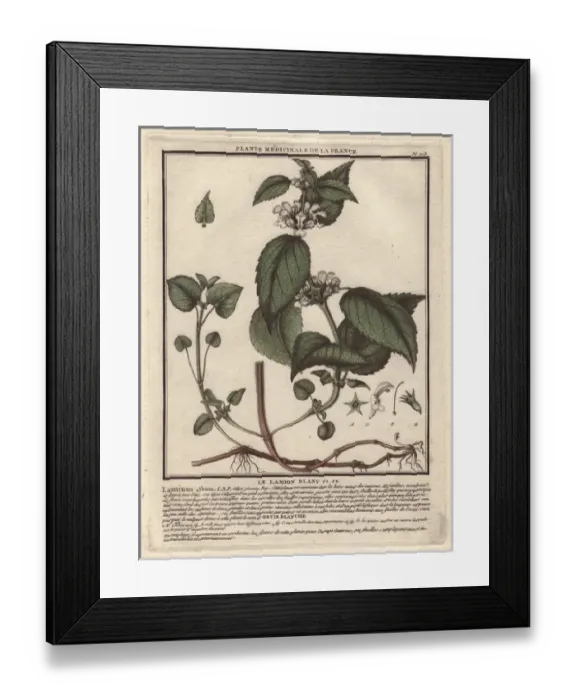Framed Print : White deadnettle, Lamium album Framed Print : White deadnettle, Lamium album