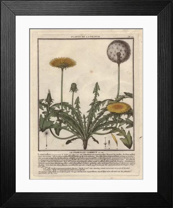 Framed Print : Lesser hawkbit, Leontodon taraxacoides Framed Print : Lesser hawkbit, Leontodon taraxacoides