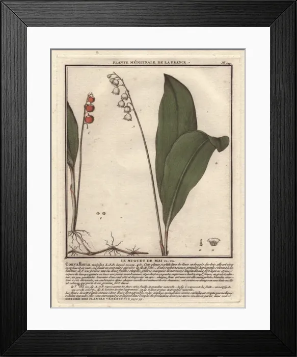 Framed Print : Lily of the valley, Convallaria majalis Framed Print : Lily of the valley, Convallaria majalis