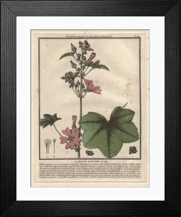 Framed Print : Wild mallow, Malva sylvestris