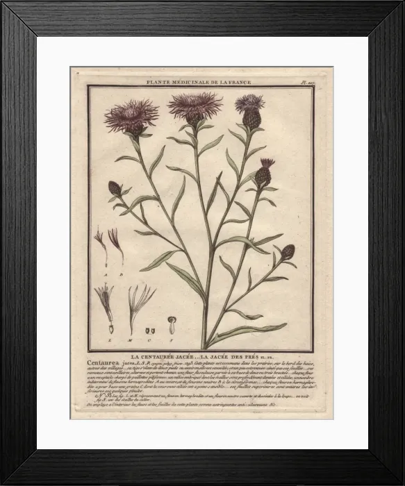 Framed Print : Brown knapweed or brownray knapweed, Centaurea jacea Framed Print : Brown knapweed or brownray knapweed, Centaurea jacea