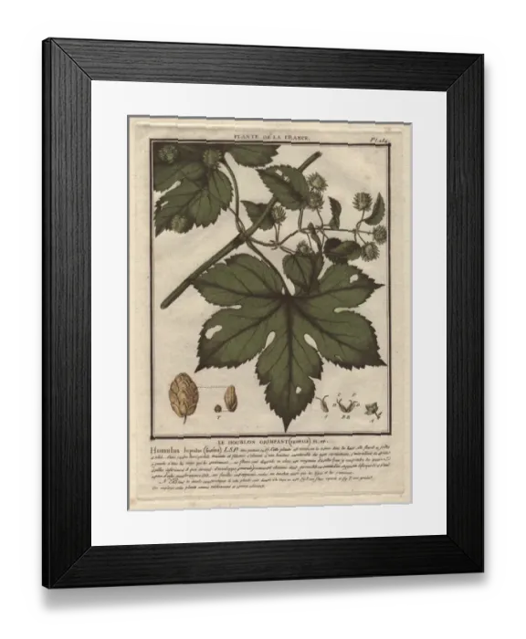 Framed Print : Common hops, Humulus lupulus Framed Print : Common hops, Humulus lupulus