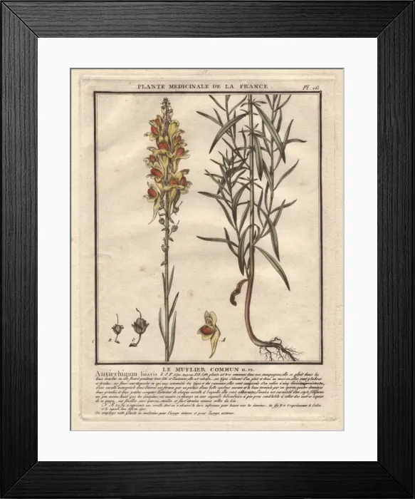 Framed Print : Yellow snapdragon, Antirrhinum vulgare Framed Print : Yellow snapdragon, Antirrhinum vulgare