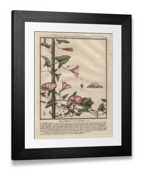 Framed Print : Field bindweed, Convolvulus arvensis Framed Print : Field bindweed, Convolvulus arvensis