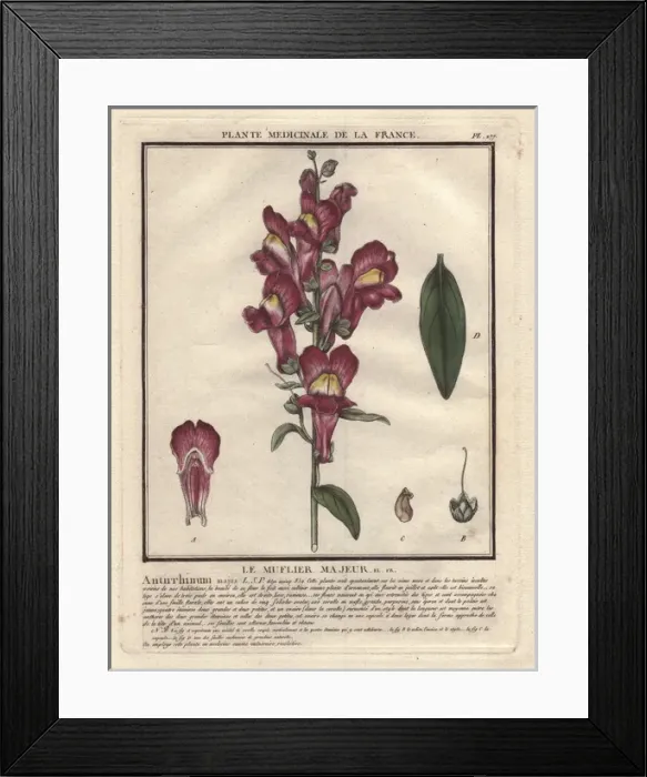 Framed Print : Crimson and yellow snapdragon, Antirrhinum majus Framed Print : Crimson and yellow snapdragon, Antirrhinum majus