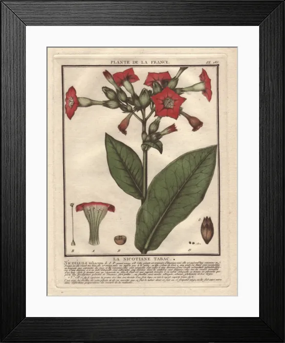 Framed Print : Common tobacco, Nicotiana tabacum Framed Print : Common tobacco, Nicotiana tabacum