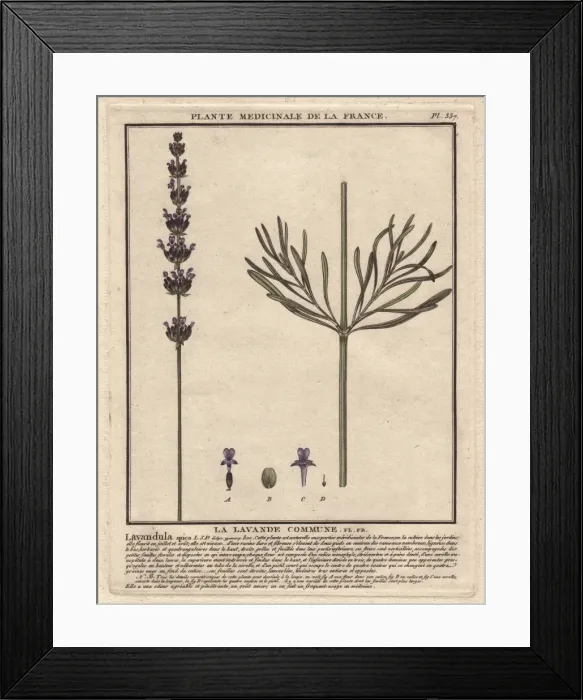 Framed Print : Lavender, Lavandula spica Framed Print : Lavender, Lavandula spica
