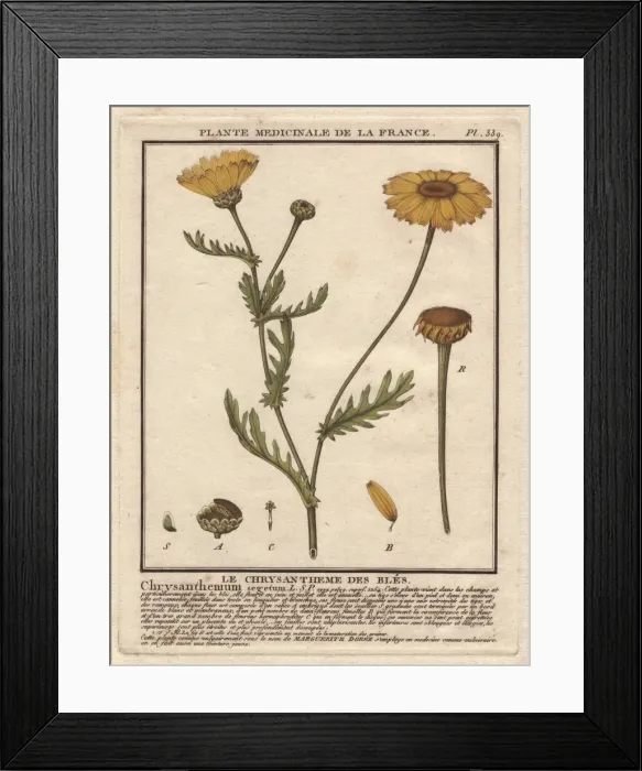 Framed Print : Corn marigold or corn daisy, Chrysanthemum segetum Framed Print : Corn marigold or corn daisy, Chrysanthemum segetum
