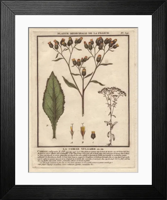 Framed Print : Fleabane, Conyza vulgaris Framed Print : Fleabane, Conyza vulgaris