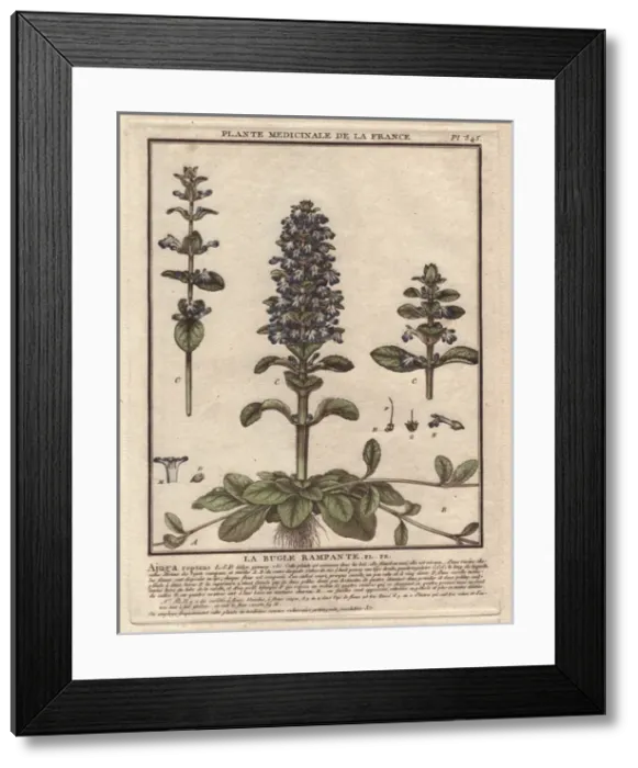 Framed Print : Blue bugle, Bugleherb, Bugleweed, Carpetweed Framed Print : Blue bugle, Bugleherb, Bugleweed, Carpetweed