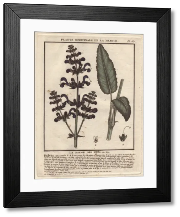 Framed Print : Meadow clary or meadow sage, Salvia pratensis Framed Print : Meadow clary or meadow sage, Salvia pratensis