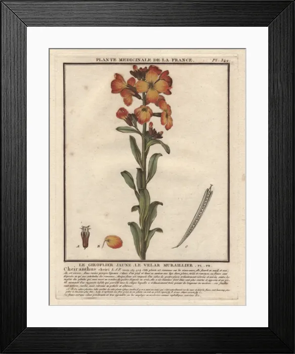 Framed Print : Aegean wallflower, Erysimum cheiri (syn Cheiranthus cheiri) Framed Print : Aegean wallflower, Erysimum cheiri (syn Cheiranthus cheiri)