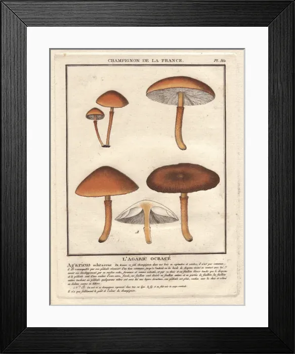 Framed Print : Agaric mushroom, Agaricus ochraceus Framed Print : Agaric mushroom, Agaricus ochraceus