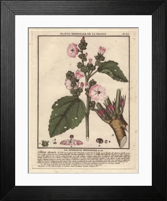 Framed Print : Common marshmallow, Althaea officinalis Framed Print : Common marshmallow, Althaea officinalis