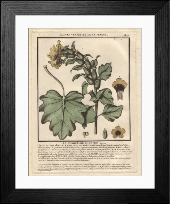 Framed Print : White henbane, Hyoscyamus albus Framed Print : White henbane, Hyoscyamus albus
