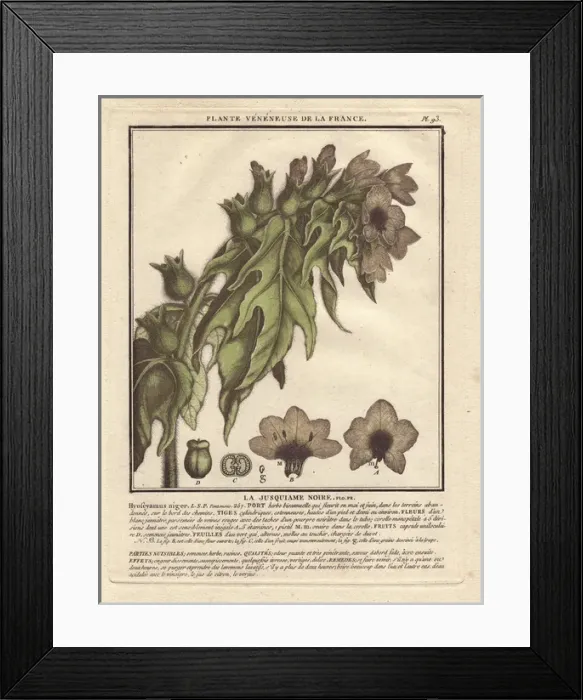 Framed Print : Henbane or stinking nightshade, Hyoscyamus niger Framed Print : Henbane or stinking nightshade, Hyoscyamus niger